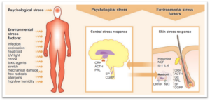 De huid als stressorgaan