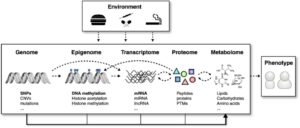 Het epigenoom als schakel bij de unieke genetische expressie